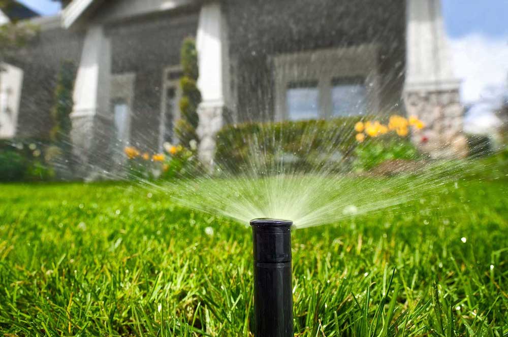 What Is the Ideal Watering Schedule for Bermuda Grass?