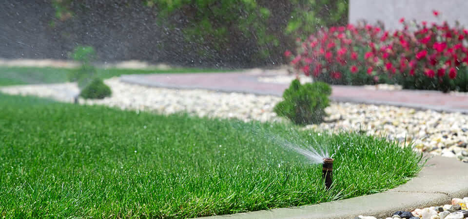 Best Time to Water Bermuda Grass: Effective Scheduling Tips